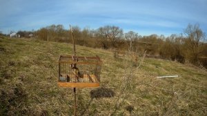 пение щегла на природе( cantando pintassilgo)الغناء الحسون