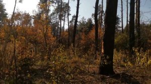 Пчелки будут радоваться! Посадка медоноса в октябре!