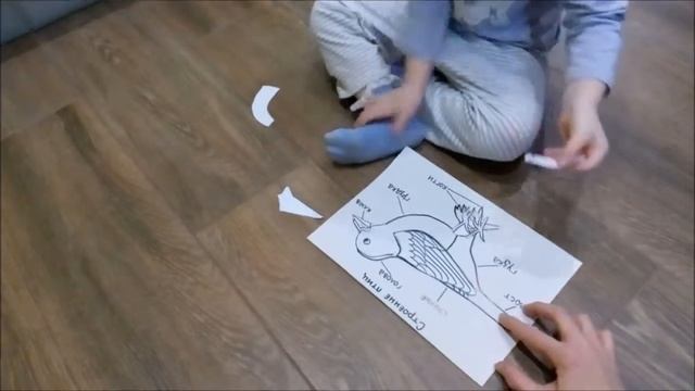 Строение птицы. Трехступенчатый урок. Монтессори смотреть онлайн