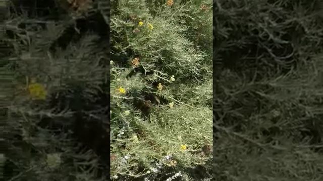 Бессмертник Итальянский Имортели