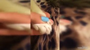 Как правильно стричь когти| йорк Моника