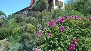 пион древовидный - это красота цветущего куста  и любование в течении всего сезона.