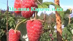 Малина Карамелька