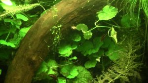 Nannostomus rubrocaudatus, Scleromystax barbatus, peckoltia compta