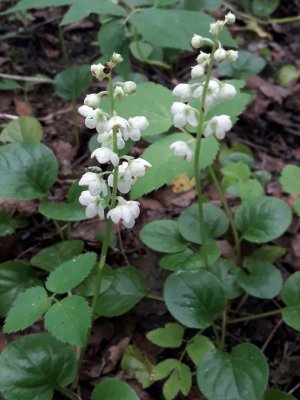 159. Грушанка круглолистная - Pyrola rotundifolia