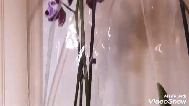 ОрхидеиОбзор новых орхидей?Bellicoseа сорт?ГоршкиПервый поливВнимание при покупке