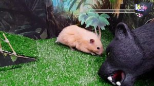 Лабиринт пантеры! Хомяк проходит лабиринт с ловушками!
