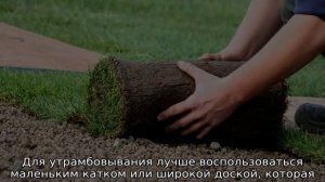 Рулонный газон — что это, описание, особенности