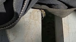 Жуки. Осиновый усач ( Xylotrechus Rusticus) Усатый полосатый жук объедает скамейку