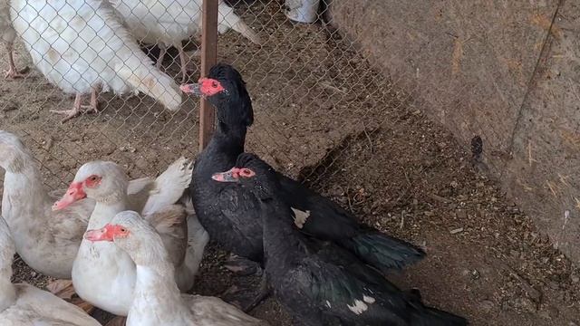 Я их собирал по всей стране/Мускусные утки тяжёлой линии/Новая индюшиная семья/Всё разнокровки смотреть онлайн