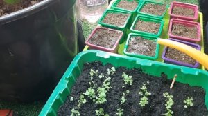 КАМНЕЛОМКА и Карпатский Колокольчик выращиваю из семян отлично получается