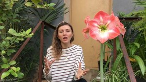 АМАРИЛЛИС (Гиппеаструм) уход, пересадка, как заставить цвести.