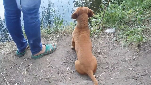 Прикол на рыбалке//КАК СОБАКА ЛОВИТ РЫБУ ? смотреть онлайн