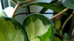 ХОЙИ ЦВЕТУТ И ПАХНУТ! ЦЕРОПЕГИЯ НАБИРАЕТ БУТОНЫ