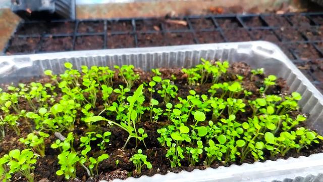 Лобелия гранулированная смотреть онлайн