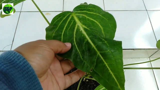 11 JENIS KELADI HIAS // 11 TYPES OF CALADIUM AND ITS NAMES (PART 2) смотреть онлайн
