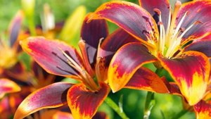 Лилии. Выращивание. Цветы дома.