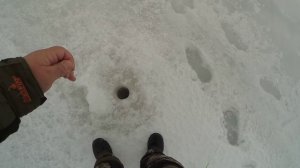 Крупные окуни на балансир. Закрытие сезона на Волге.