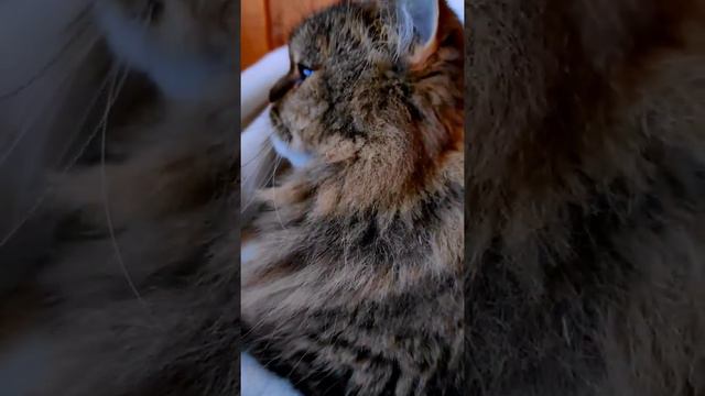 МАССАЖ КОШКИ /SIBERIAN CAT