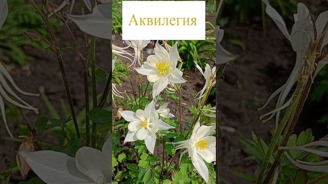 Белоснежная красавица аквилегия.?