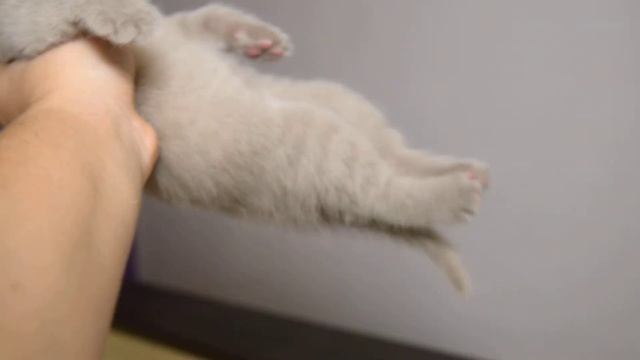 Лиловый шотландец с прямыми ушками