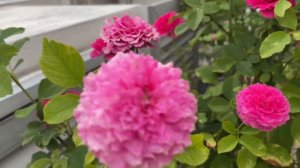 Ramukan Rose tree