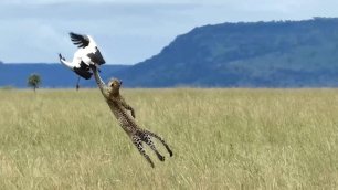 Невероятные прыжки диких кошек!