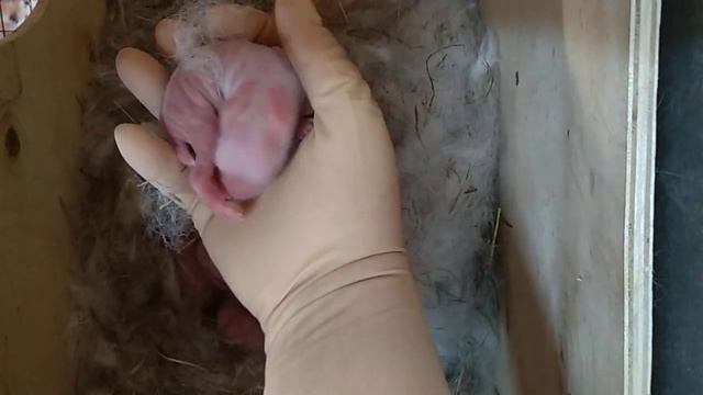 Осмотр окрола смотреть онлайн