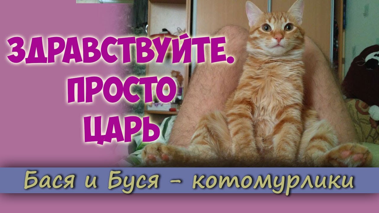 Здравствуйте, Царь. Или важный кот Бася. Забавный кот.mp4