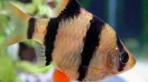 Рыбка барбус в аквариуме. Содержание, уход, размножение. Fish Barbus in aquarium.