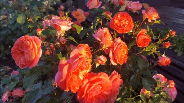 Неприхотливые розы на даче смотреть онлайн