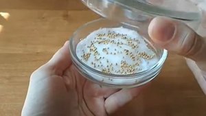Горчица на микрозелень: выращивание