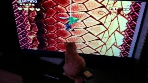 кот Персик ИГОРМАН.