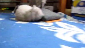 Шотландские вислоухие котята