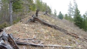 Тунгусский заповедник!