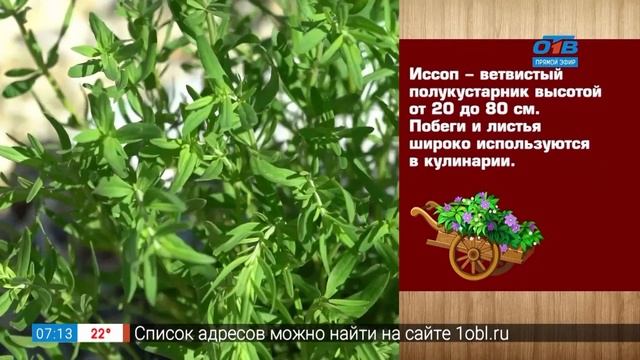 Пряные травы — ароматное украшение сада в рубрике «Руки садовода»