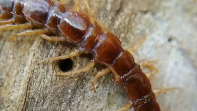 Многоножка Обыкновенная костянка (Lithobius Forficatus Centipede)
