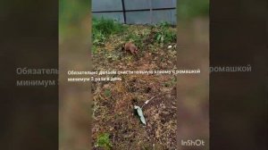 Лечим Парвовирусный энтерит у щенка (Продолжение)