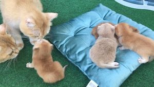 ??❤️КАК РОДИЛА КОШКА???ЗОЛОТАЯ БРИТАНСКАЯ ШИНШИЛЛА?