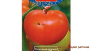 Томат обыкновенный Коралловый риф F1 ? обзор: как сажать, семена томата Коралловый риф F1