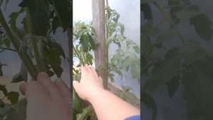 Томат Помидорная королева. Строение куста