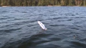 Бутылочный фрегат