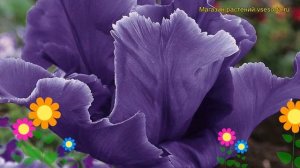 Тюльпан попугайный Блю Пэррот. Краткий обзор, описание характеристик Blue Parrot