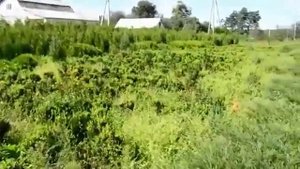 Где купить саженцы фундука