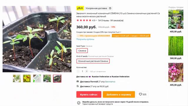 Эвкалипт лимонный комнатный СЕМЕНА