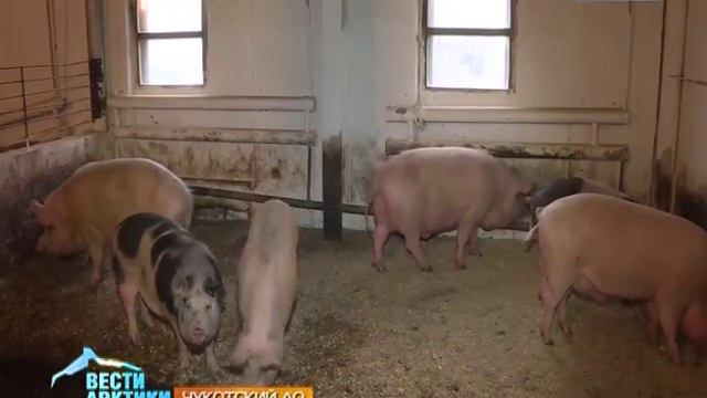 Как на Чукотке посреди сопок и гор развивают сельское хозяйство смотреть онлайн