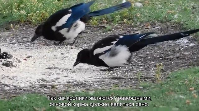 Ожирение у кроликов смотреть онлайн