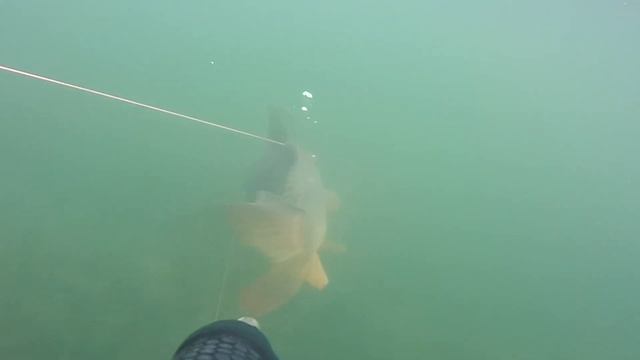 Подводная охота. Карп 15,3кг смотреть онлайн