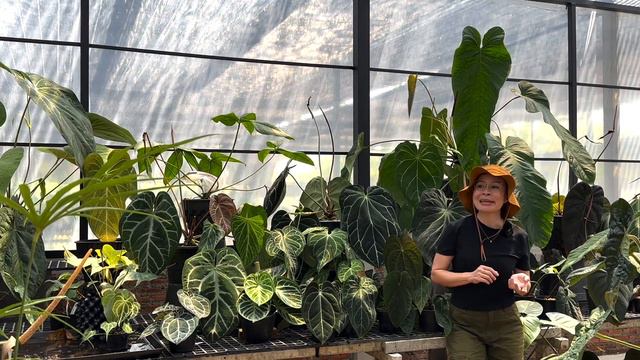 Everything you need to know about anthurium EP. 2 смотреть онлайн