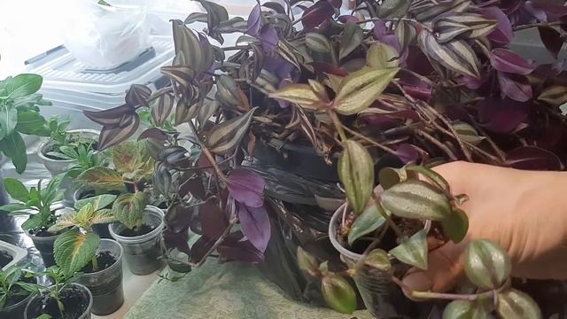 Традесканция - чудо растение!